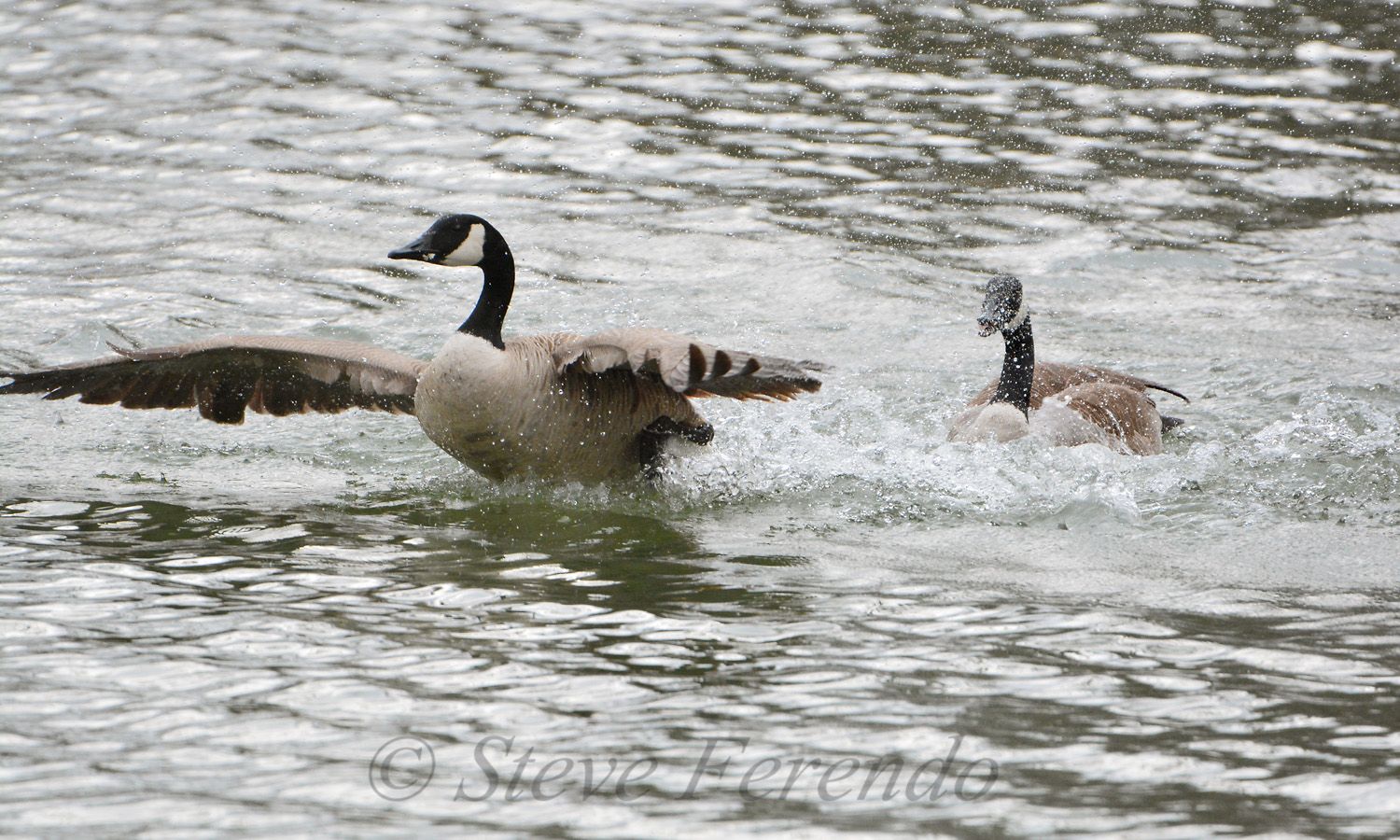 "Natural World" Through My Camera: Aggressive Canada Goose Gander